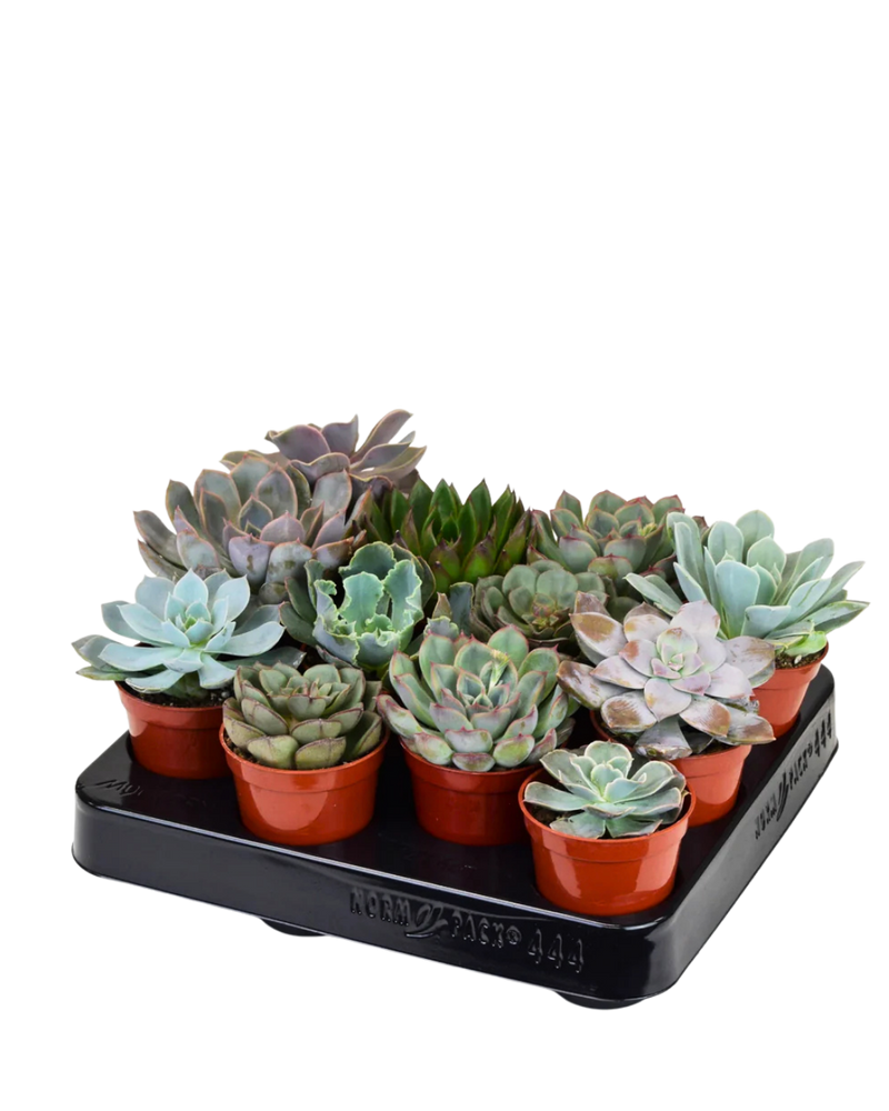 multicolumns-item-image-1