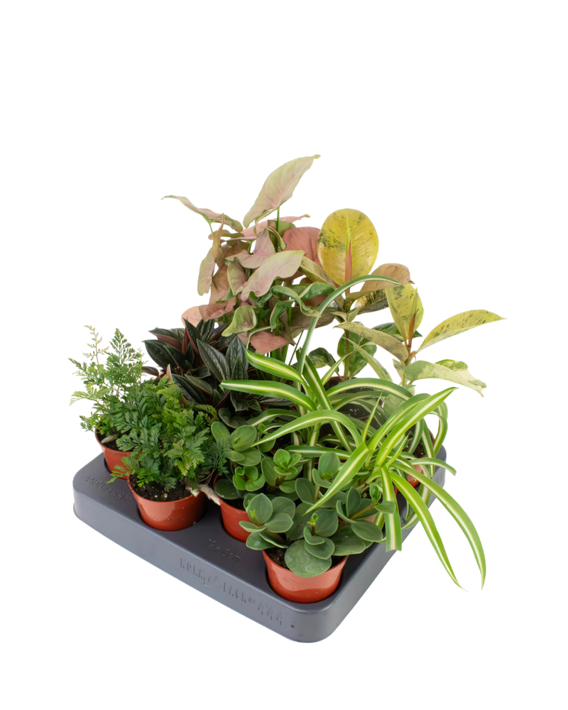 multicolumns-item-image-3