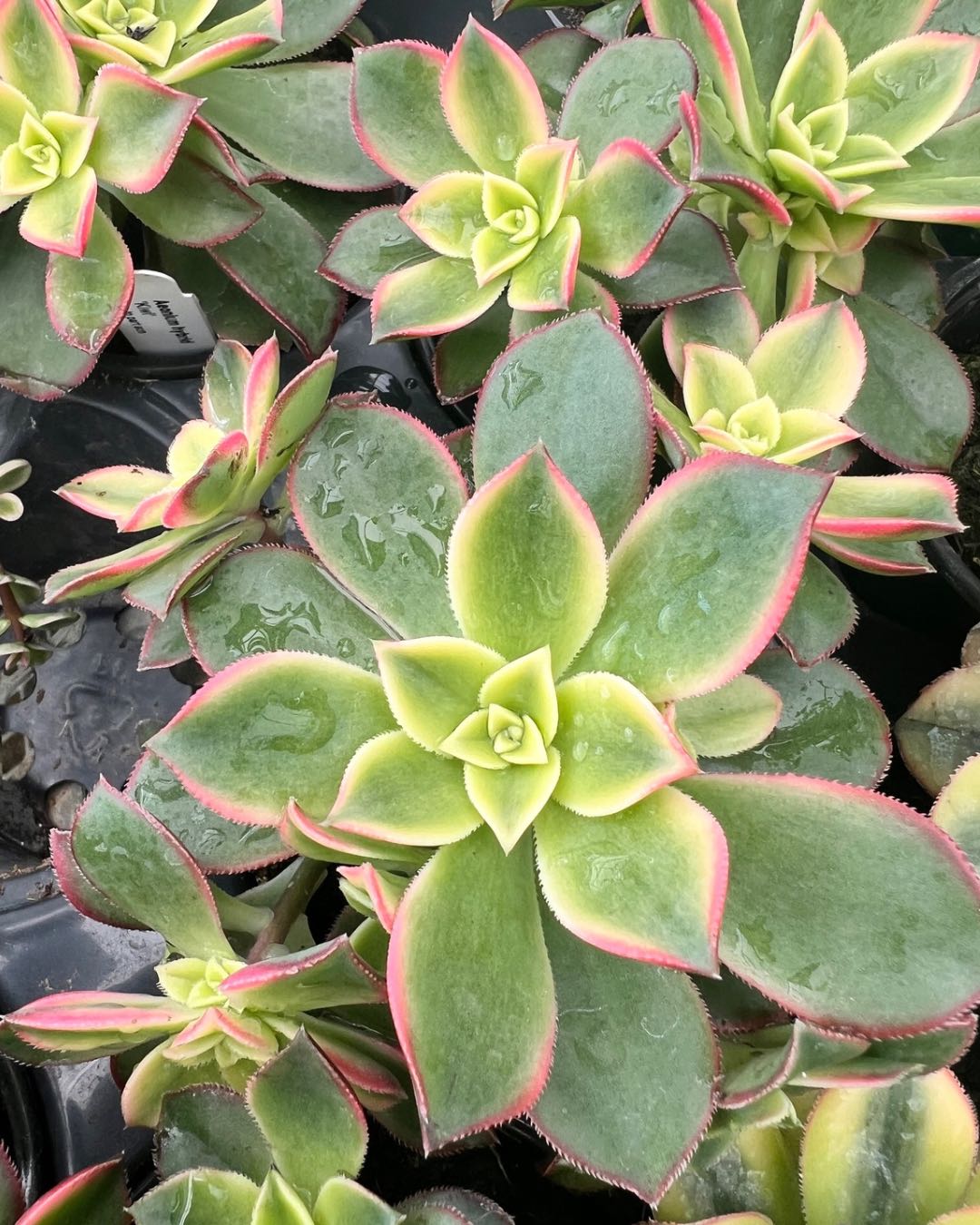 Close-up of vibrant succulent plants