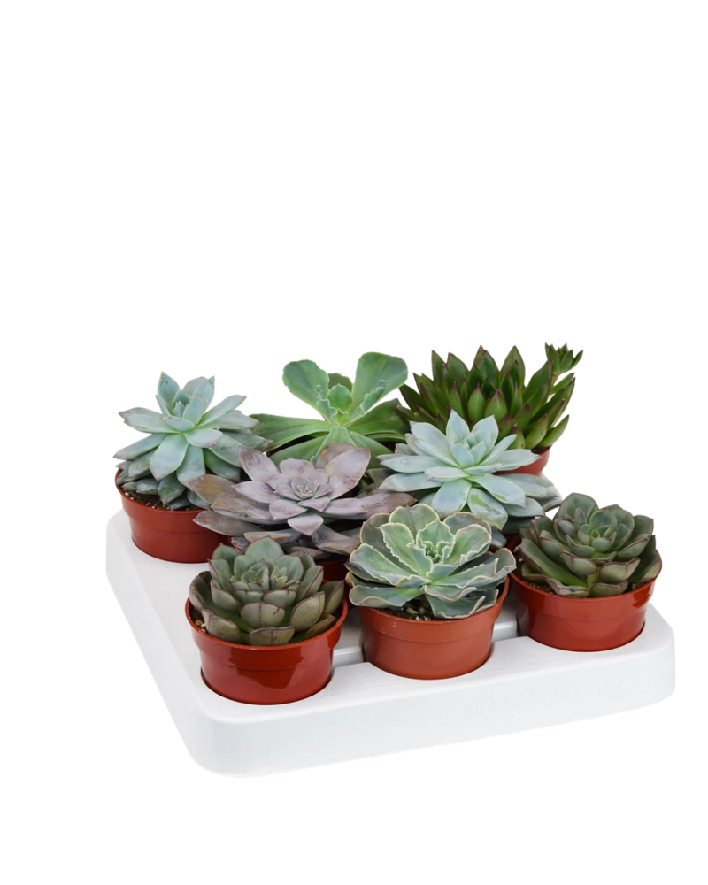 multicolumns-item-image-2