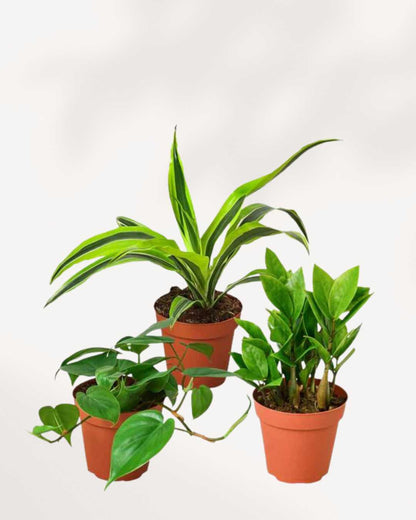 3 Pack Assorted Bundle Plants