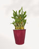 3 Tier Lucky Bamboo in Deco Pot