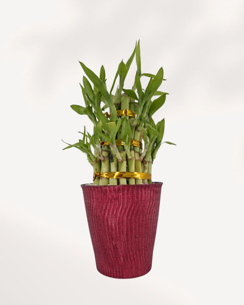 3 Tier Lucky Bamboo in Deco Pot
