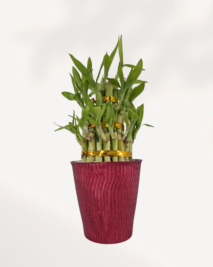 3 Tier Lucky Bamboo in Deco Pot