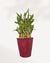 3 Tier Lucky Bamboo in Deco Pot