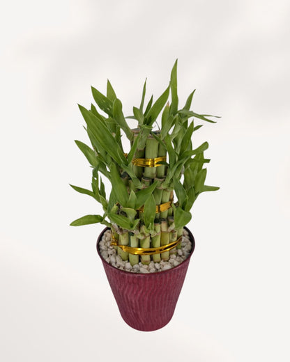 3 Tier Lucky Bamboo in Deco Pot