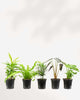 Indoor Houseplant Bundle Pack of 5
