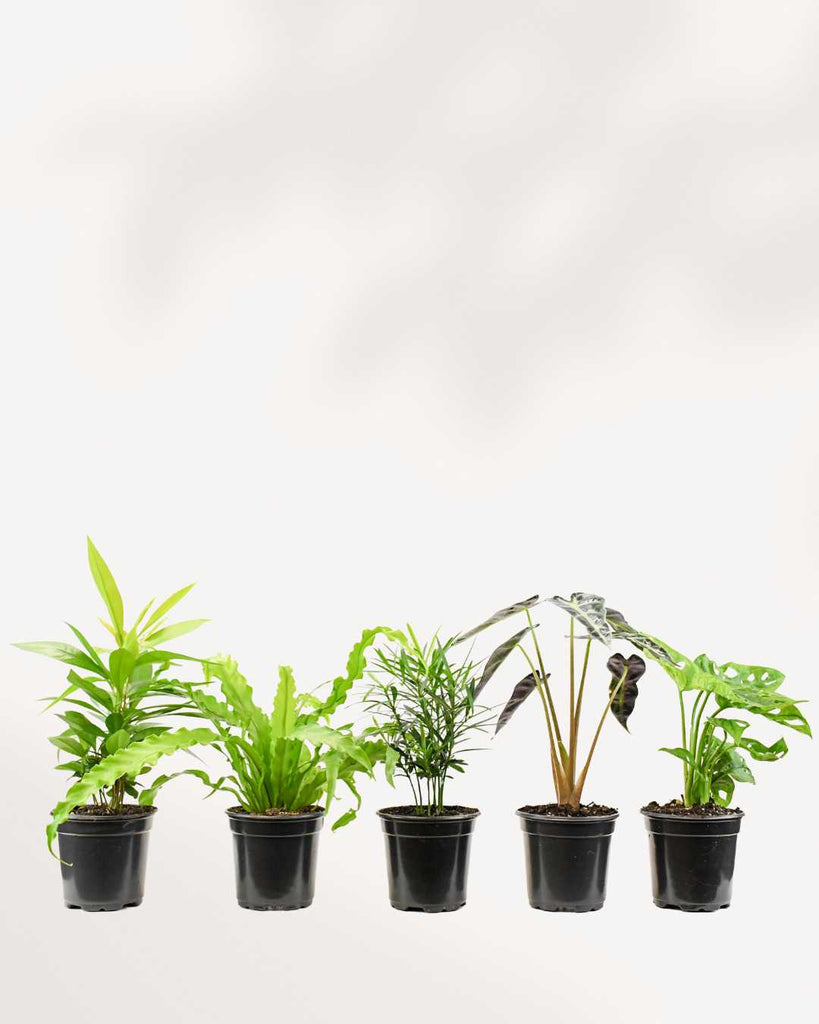 Indoor Houseplant Bundle Pack of 5