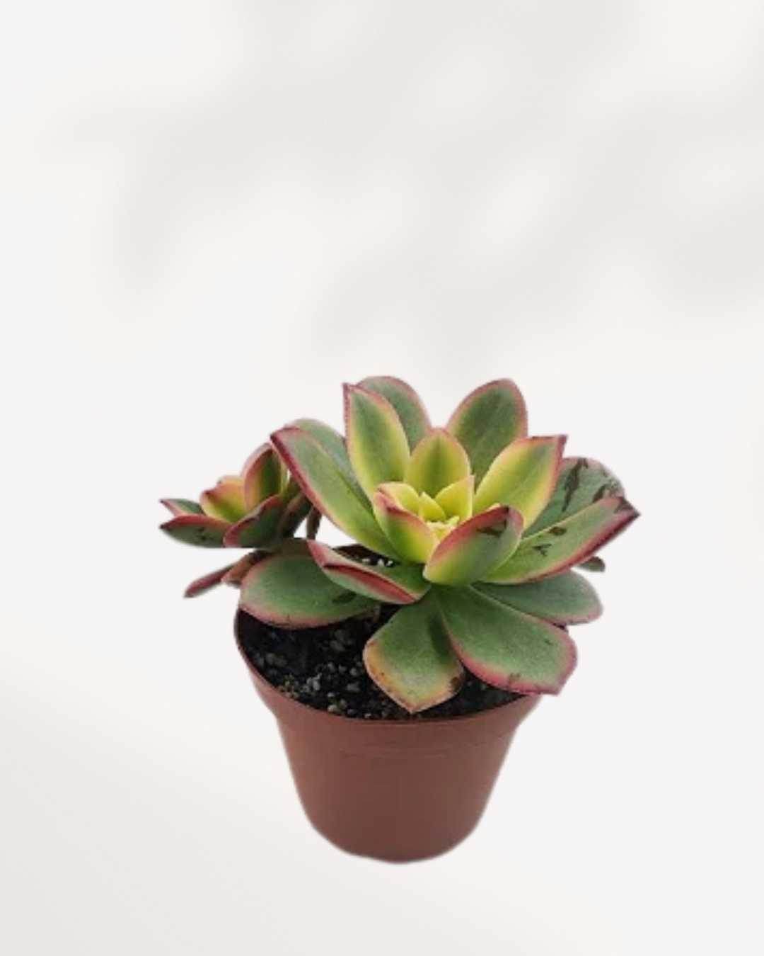 Aeonium Haworthii 'Kiwi' | Buy Online