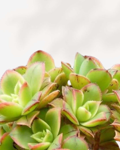 Aeonium Haworthii 'Kiwi' | Buy Online