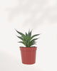 Agave Blue Glow