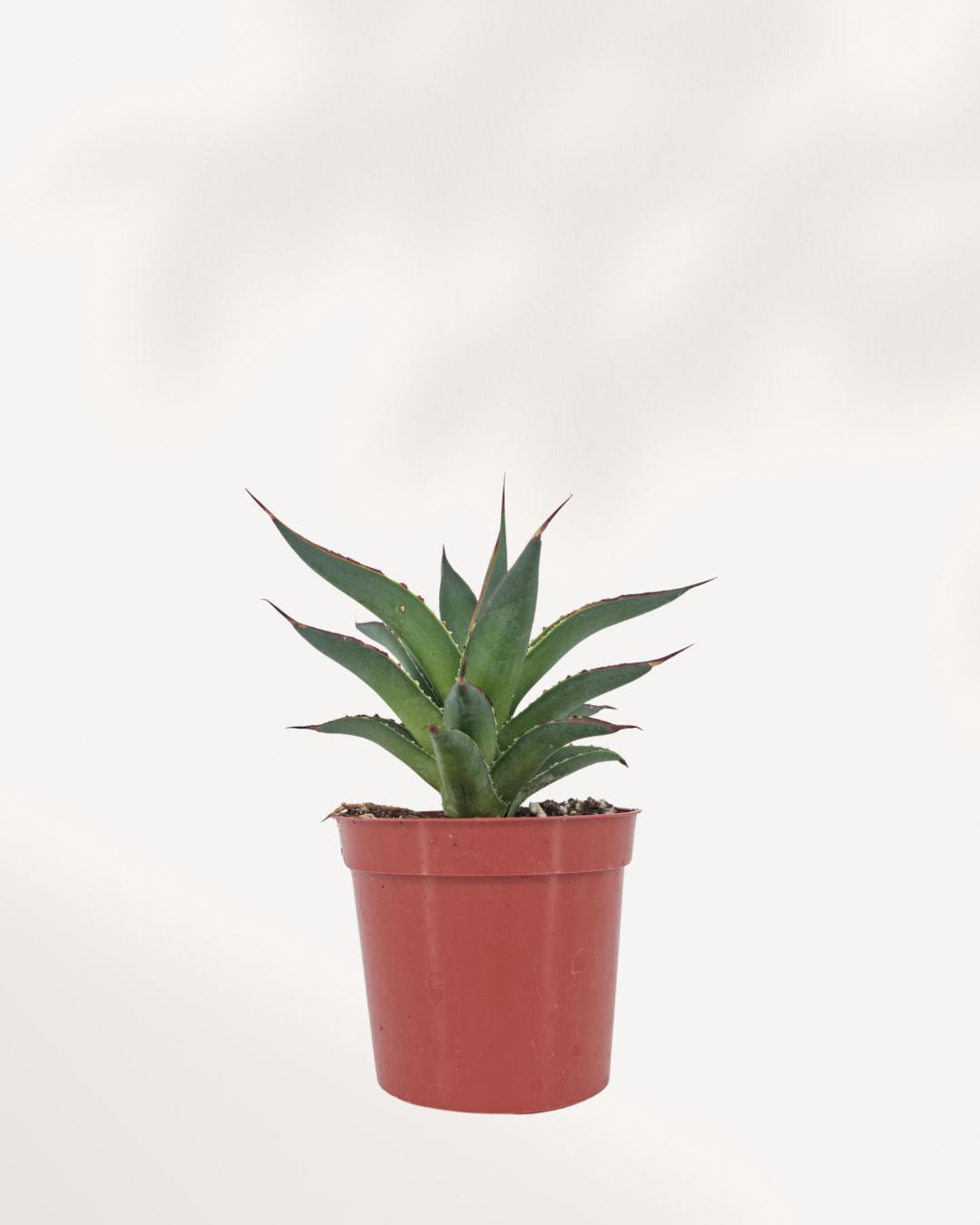 Agave Blue Glow