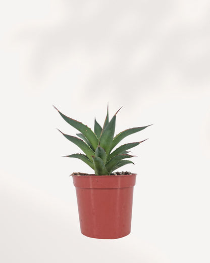 Agave Blue Glow