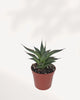 Agave Blue Glow