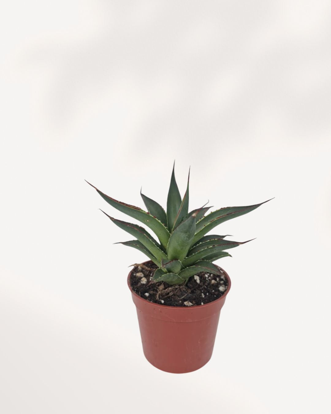 Agave Blue Glow
