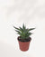 Agave Blue Glow