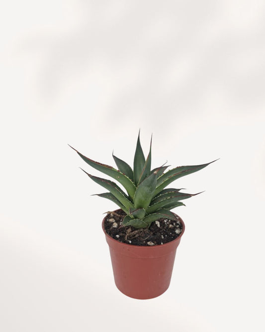 Agave Blue Glow