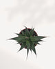 Agave Blue Glow