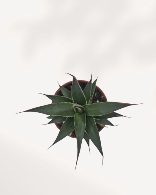 Agave Blue Glow