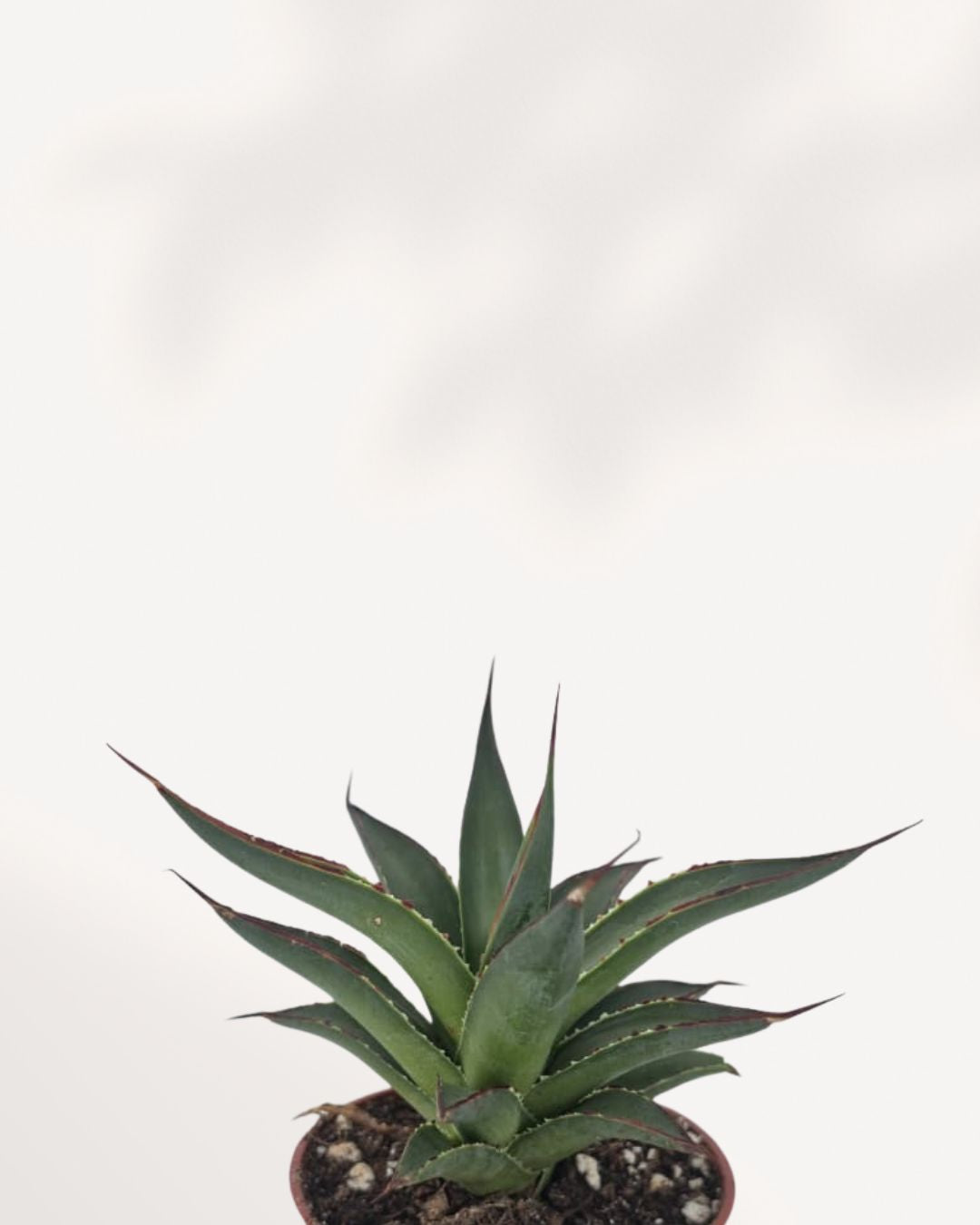 Agave Blue Glow
