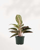 Aglaonema Chanel | Buy Online