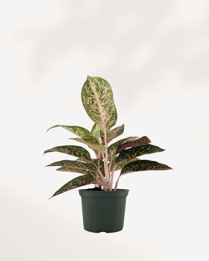 Aglaonema Chanel | Buy Online