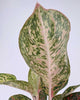Aglaonema Chanel | Buy Online