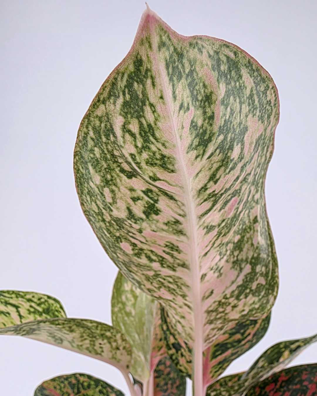 Aglaonema Chanel | Buy Online