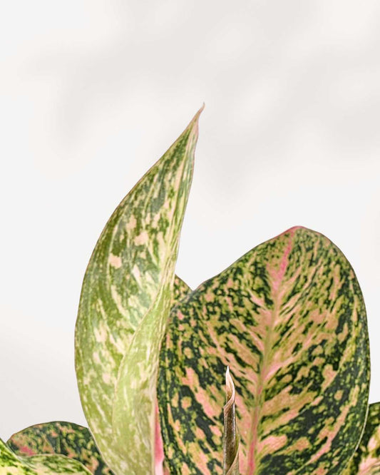 Aglaonema Chanel | Buy Online