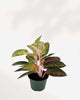 Aglaonema Chanel | Buy Online