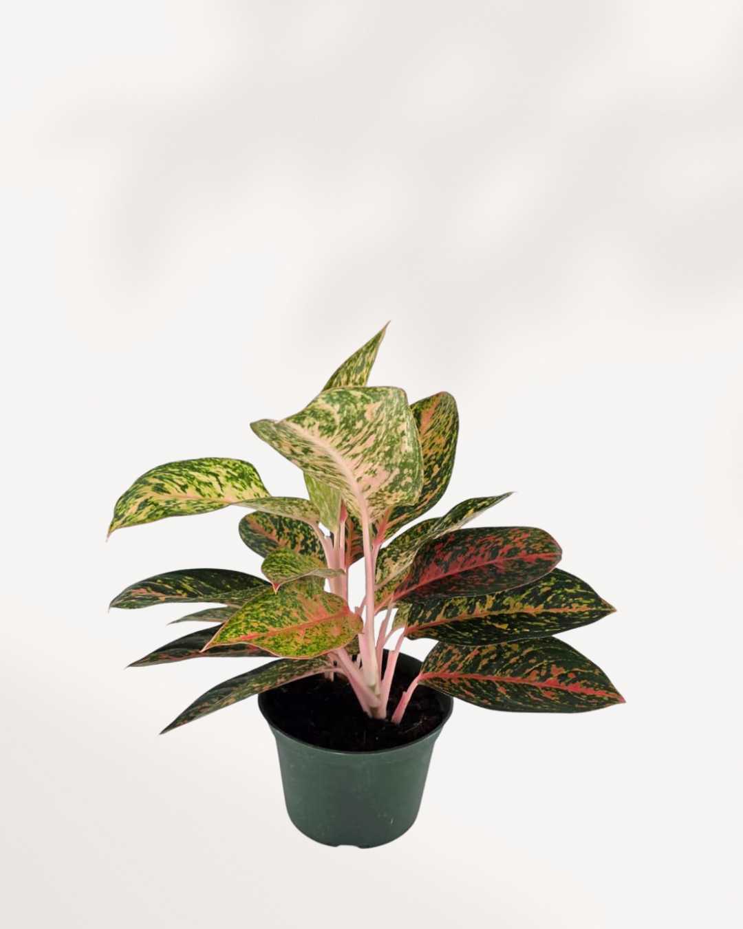 Aglaonema Chanel | Buy Online