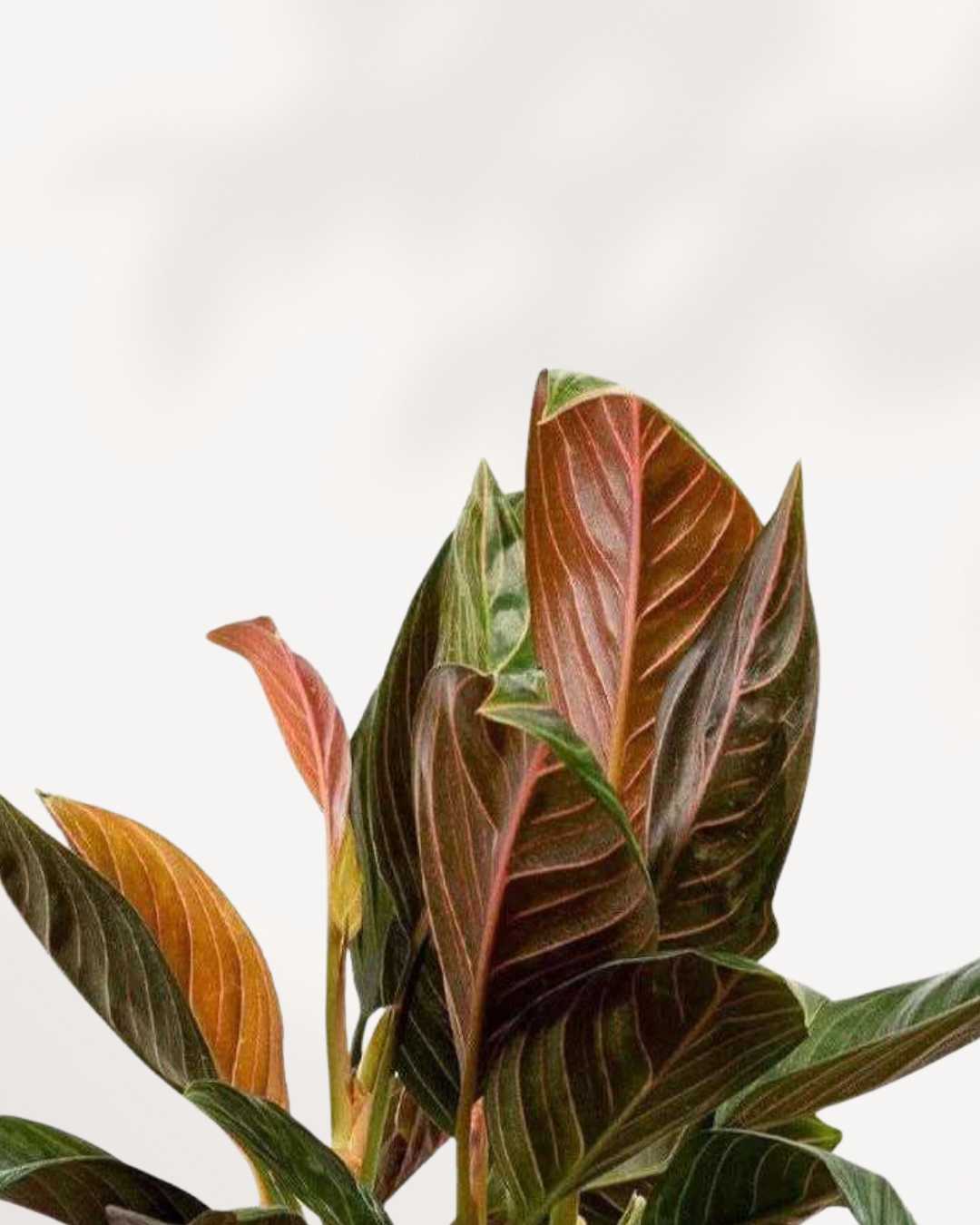 aglaonema chocolate for sale Chinese Evergreen Chocolate - Buy Online | Elegant Indoor Plant | Mygreenscape