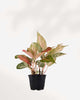Aglaonema Cleopatra | Buy Online