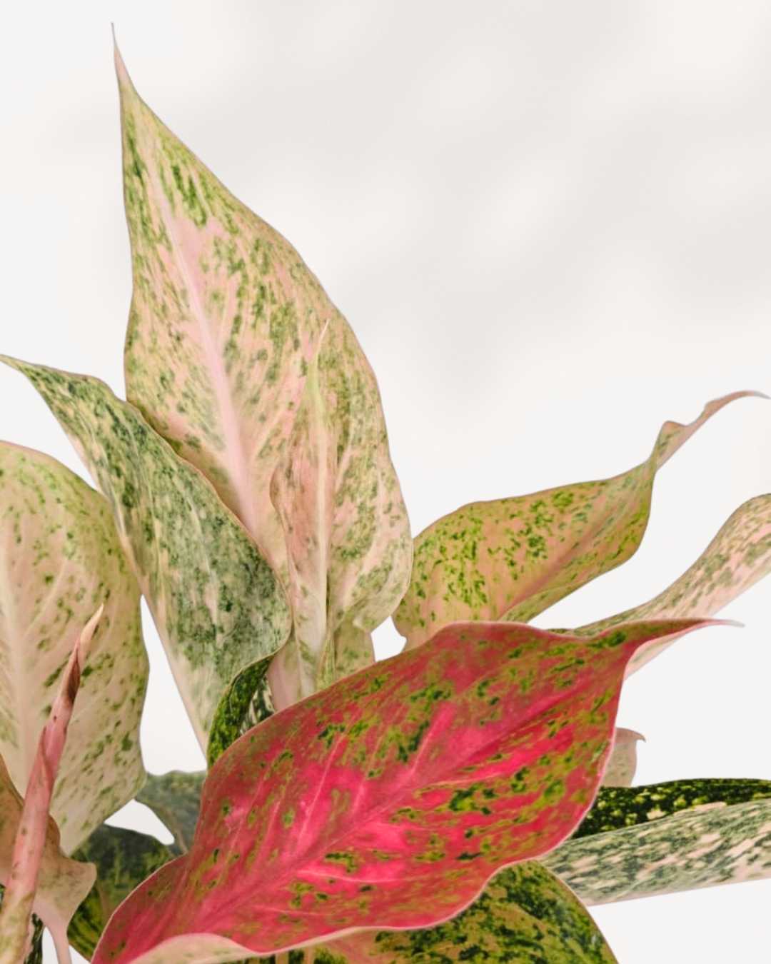 Aglaonema Cleopatra | Buy Online