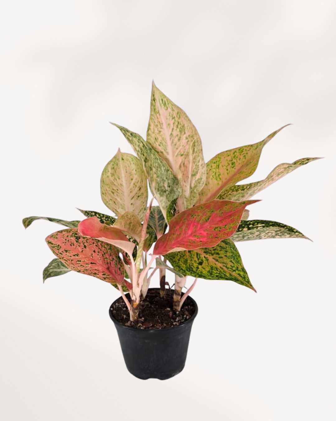 Aglaonema Cleopatra | Buy Online