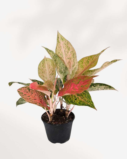 Aglaonema Cleopatra | Buy Online
