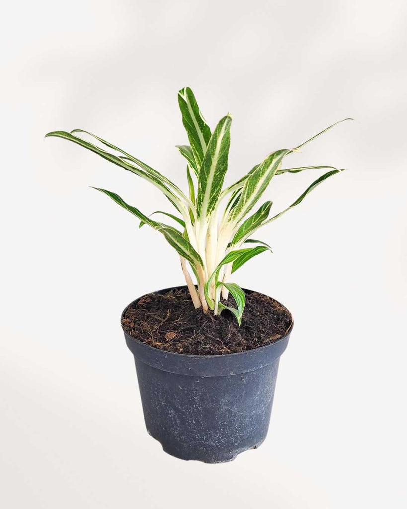 aglaonema rice Chinese Evergreen Commutatum Rice | Buy Online - Elegant Indoor Plant | Mygreenscape