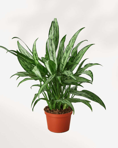 Aglaonema Cutlass | Buy Online