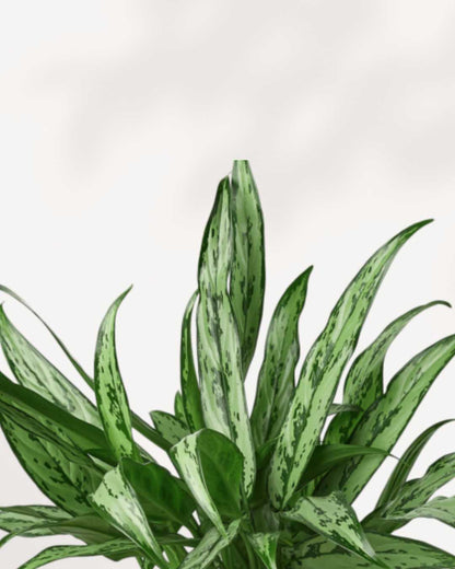 Aglaonema Cutlass | Buy Online