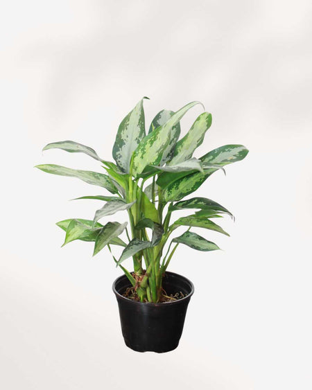 Chinese Evergreen Jubilee | Buy Online - Elegant & Low-Maintenance |  Mygreenscape | Buy Plants Online