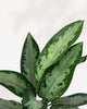 Aglaonema Evergreen Jubilee