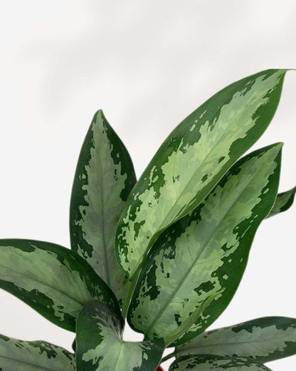 aglaonema jubilee care Chinese Evergreen Jubilee | Buy Online - Elegant & Low-Maintenance | Mygreenscape
