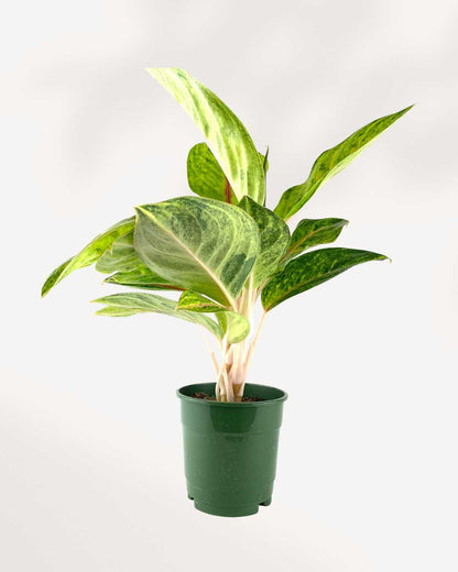 Aglaonema Green Papaya | Buy Online