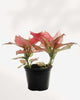 Aglaonema Lucky Red 6" Pot - Medium