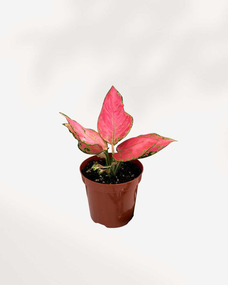 Chinese Evergreen Lucky Red | Buy Online - Vibrant & Low-Maintenance  Houseplant | Mygreenscape