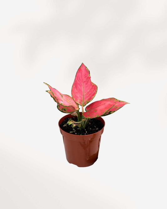 Aglaonema Lucky Red