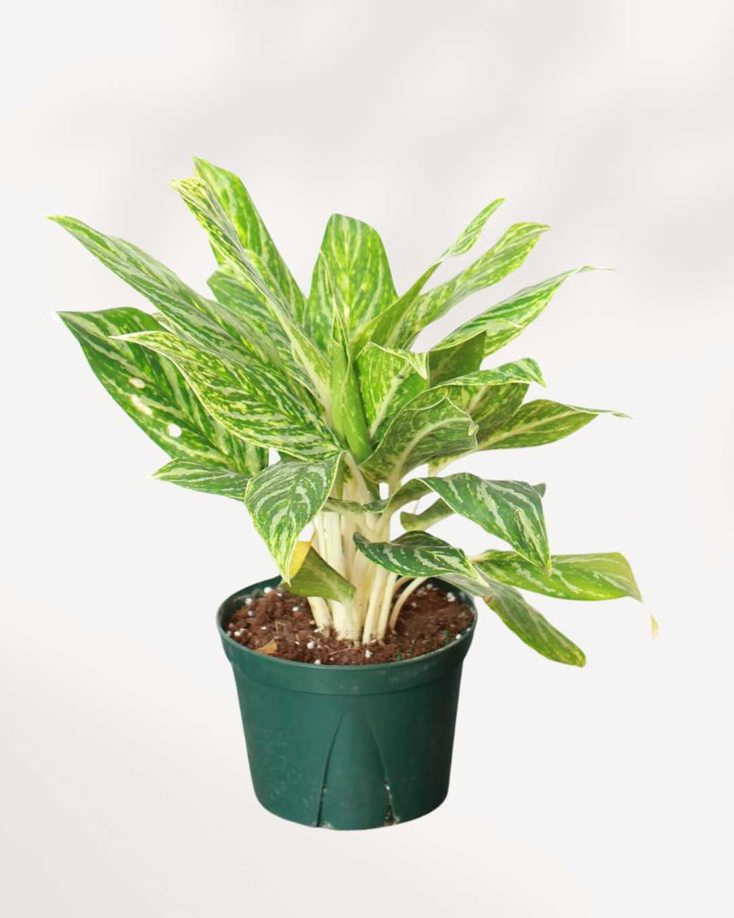 aglaonema golden madonna care Chinese Evergreen Aglaonema Golden Madonna | Buy Online - Elegant Low-Light Houseplant | Mygreenscape