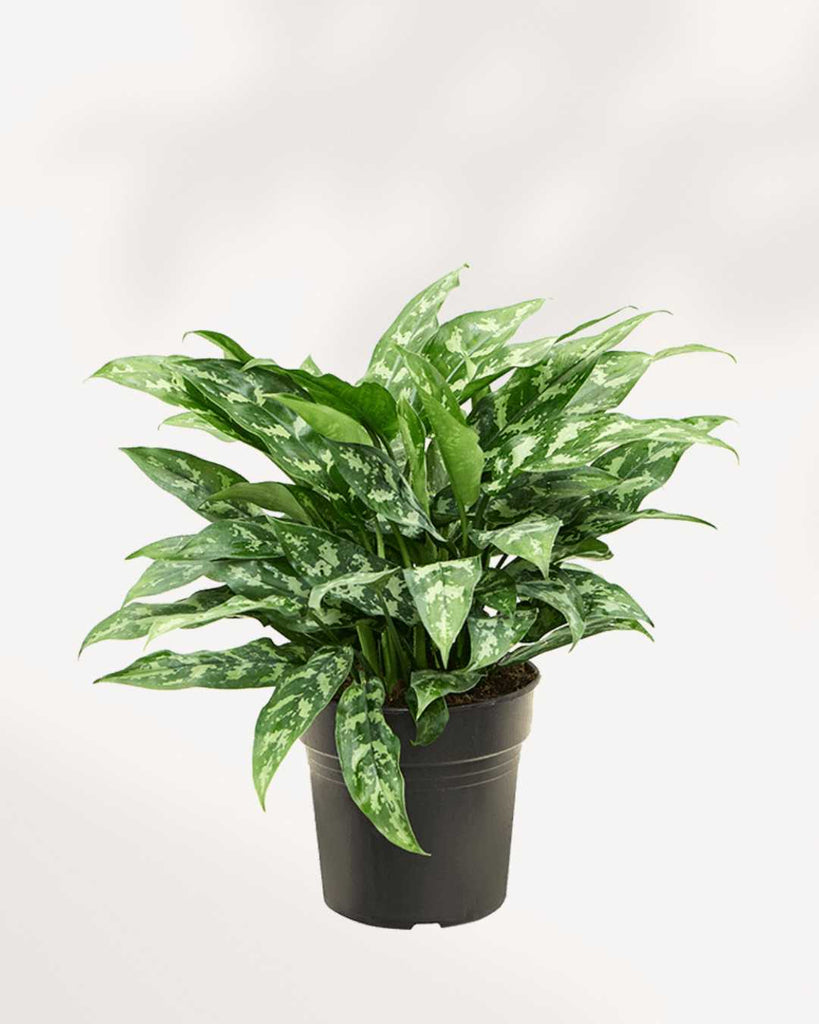 aglaonema emerald beauty maria Buy Chinese Evergreen Maria Online | Elegant Indoor Plant for Your Home | Mygreenscape