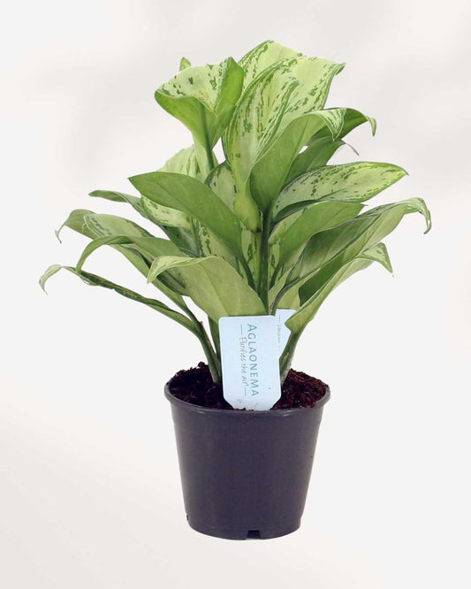 aglaonema miss juliette care Chinese Evergreen Miss Juliette: Buy Online for Elegant Indoor Decor | Mygreenscape