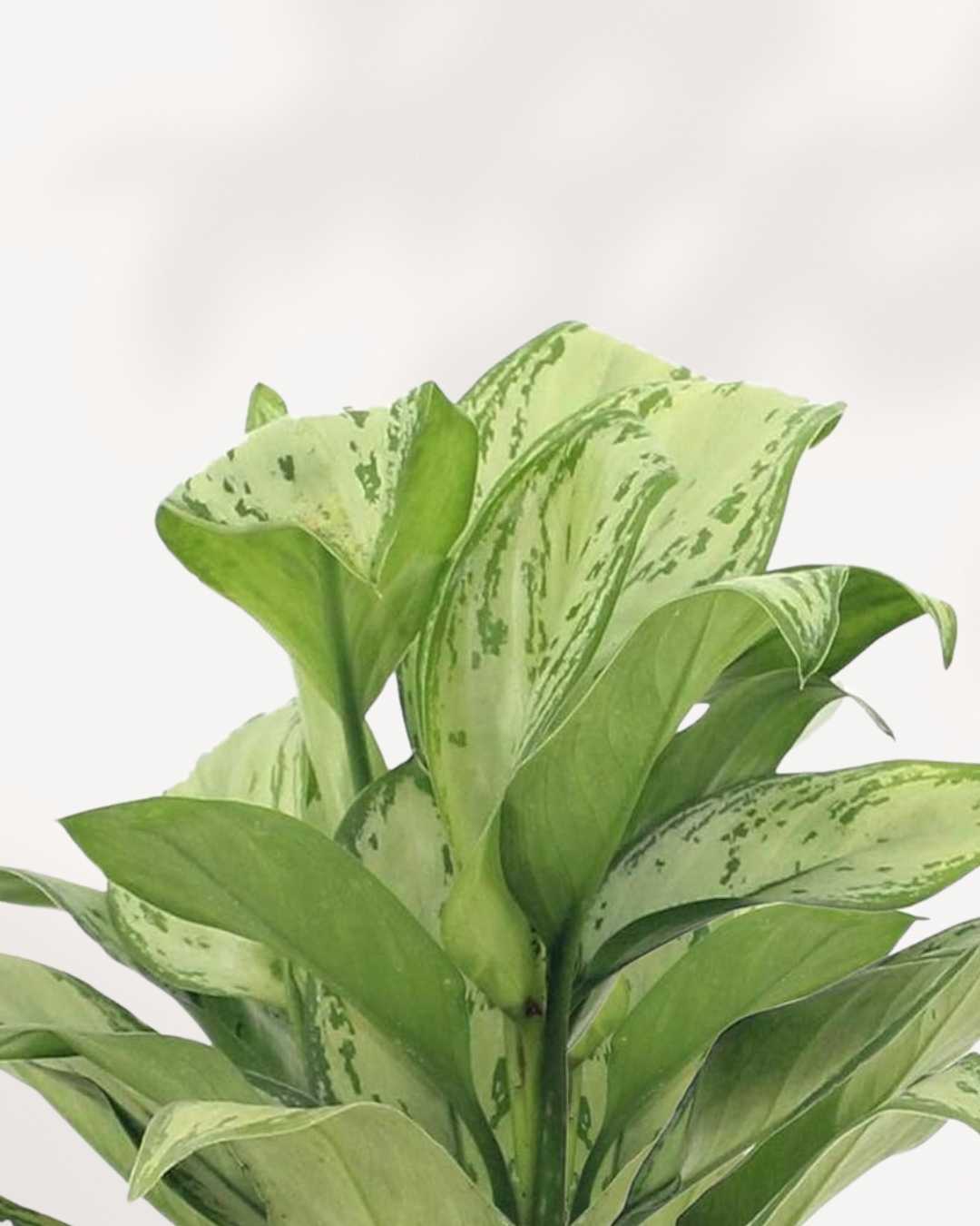 chinese evergreen aglaonema maria Buy Chinese Evergreen Maria Christina Online | Elegant Indoor Foliage | Mygreenscape